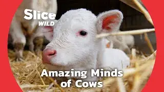 Holy Cow: the Social Intelligence of Cows | SLICE WILD
