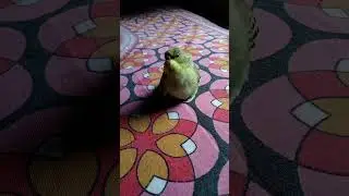 Baby budgie #bird'svideo #petslover #budgieshorts #shortsfeed #cutemoments