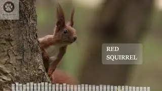 Squirrel sounds at night / Squirrel noises sounds / Squirrel barking / Red squirrel call