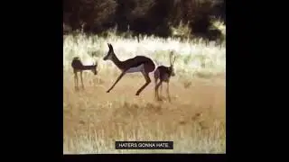 Springbok Slow-motion Leap | Wildlife | Michelle Goosen