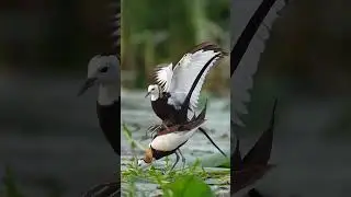 Jacana Bird Couple