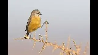 Cape Penduline Tits Building Nest