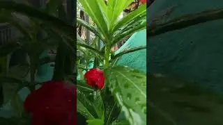 Dopati (Balsam) Plant blossom 🌸🌸🌸 #gardening #nature #creativegarden #viralvideo #youtubeshorts #yt