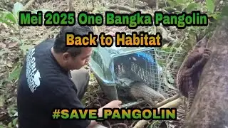 Mei 2025 One Bangka Pangolin Back to Habitat