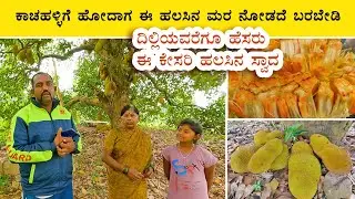 Kachahalli orange jackfruit - Famous variety