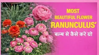 🔴HOW TO GROW RANUNCULUS FROM BULBS॥Complete Ranunculus care Guide रेननकुलस के फूल कैसे उगायें #india