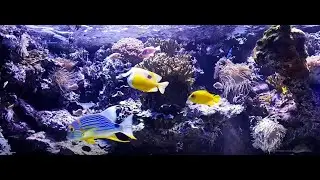 Gy&oacute;gy&iacute;t&oacute; zene, Relax&aacute;ci&oacute;s zene, Relax&aacute;l&oacute; hangulat -Relaxing Music: Oceanographic Museum, Monte Carlo