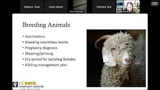 Goat health webinar hosted by GoatMT