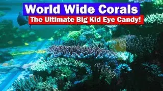WWC - World Wide Corals - The Ultimate Coral Eye Candy!