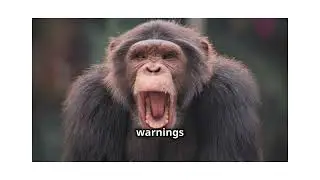 The Amazing World of Chimpanzees Nature&rsquo;s Genius