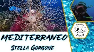 STELLA GORGONE - Mediterraneo, flora e fauna