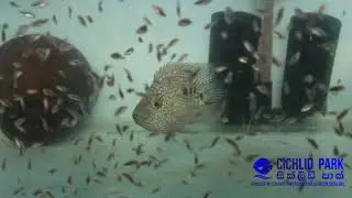 How to Breed Texas Cichlid Fish successfully (Part 1)-  HD Quality