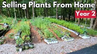 Backyard Plant Nursery Vlog | Year 2 Update | Selling Plants From Home