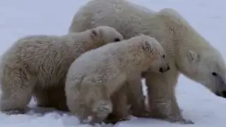 The Inuit Way of Life