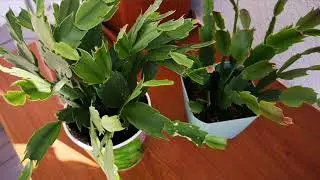 YILBAŞI ÇİÇEĞİMİZ ÇİÇEK AÇMIYORSA NE YAPMALIYIZ? (Çoğaltımı , Sulaması, toprağı)