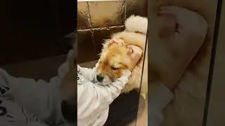 Cane pazzo