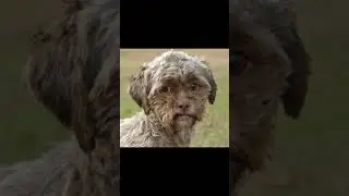 Animals That Have Humans Faces 🤯😳🥵
