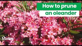 How to prune an oleander