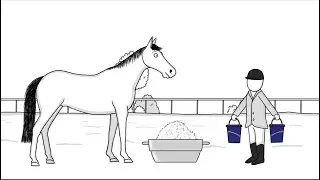 How to feed horse with Equine Metabolic Syndrom? | Tips by Cavalor