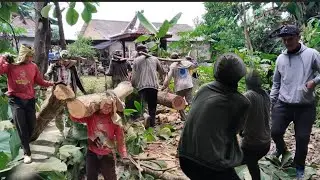 full muatan,!!!.tebang pohon jati total harga 4 juta 