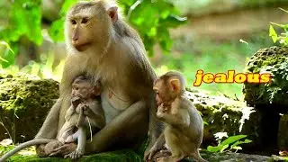 2 Million jealous baby Pretty was sat by heat broken when Ashely comfort baby Mareil