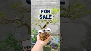 Mini Bonsai Premna Microphyla Repoting #bonsai #inspiration #bonsaitree #gardening