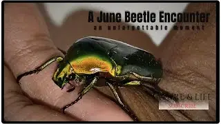 The Colorful Copper Chafer: A June Beetle Encounter 