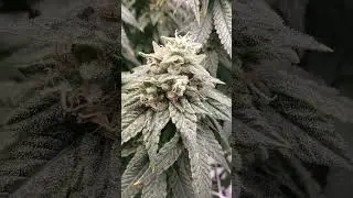 LA Confidential Week 9 Flower #Photoperiod #cannabisdaily #garden #indoorgrowing #p2000 #iGrowWeed