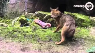 Jakhals gezien op de Veluwe