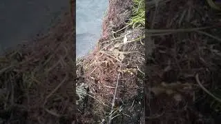 Det danske vand er Weedbuster-vand,,,