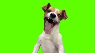 Green Screen Laughing Dog Meme