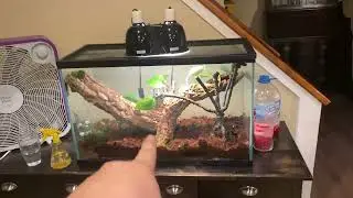 Monkey Tail Skink Enclosure Setup - Tank Setup