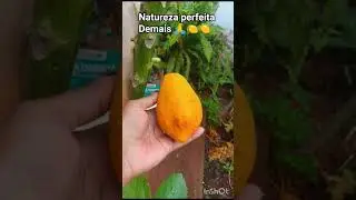 Mam&atilde;o madur&ocirc; no p&eacute;.😋🍋🙏 horta no quintal
