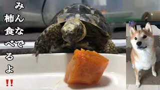 #82 秋の味覚”柿”をいただくよ！