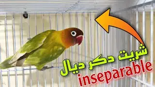 شريت دكر فيشر لانتى لي مات ليها الدكر ديالها 🔥❤️ مستوى عالى تبارك الله 🔥