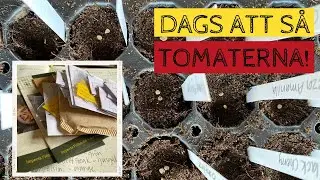 Dags att så TOMATERNA - Jag gör som tidigare år och provar både kallsådd och varmsådd