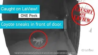 ONE Peek captures Coyote! | Caught on LaView