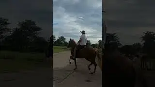 PRANCING HORSE,  PANAMA #shorts