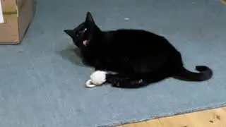 A rare catnip treat