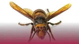 Researchers ID the Sex Pheromone of the Asian Giant &lsquo;Murder&rsquo; Hornet &ndash; Why that Matters