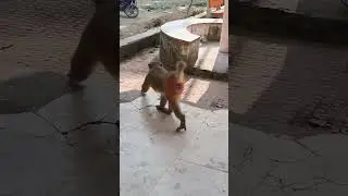 Monkey #monkey #compassion #shorts