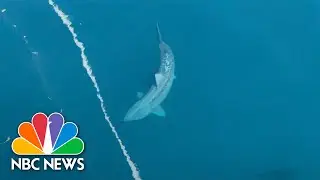 Watch: Massive Shark Swims By Ship Off New England Coast