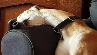 🐾Impossible Try Not To Laugh with Dogs and Cats😂🐱🐶