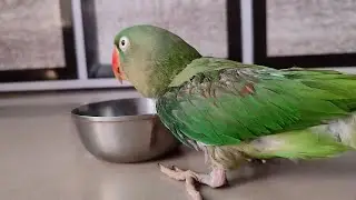 2026 First video!! View nathi aa raha? Shorts Or long video?? #parrot #parrotvlog 