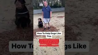 How To Help A Human Aggressive Dog