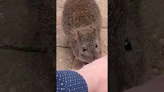 Super Friendly Potoroo