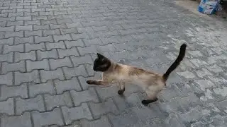Stray Cat Siamese Trying to Figure Out why O am so Kind to Him