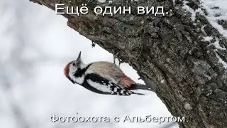 Фотоохота с Альбертом. Ещё один вид.