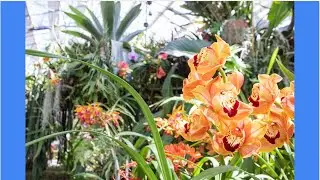 World of Orchids exhibition coming to San Diego Botanic Garden