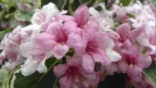 Weigela 'Florida Variegata'  - Klukkurunni - Bl&oacute;mstrandi runnar - Skrautpl&ouml;ntur - Gar&eth;yrkja
